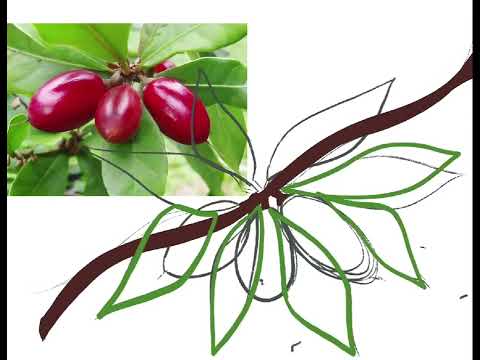 Quick Fruit Drawing on Procreate رسم سريع للفاكهة باستخدام بروكريت