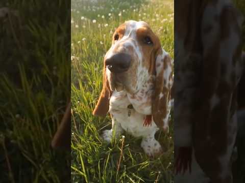 Basset hound #bassethound #breed #hound