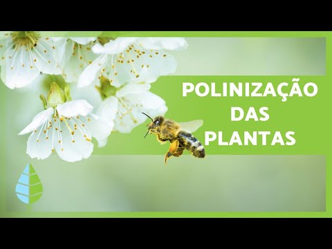 What is POLLINATION? 🌸🐝 (Definition and Types)