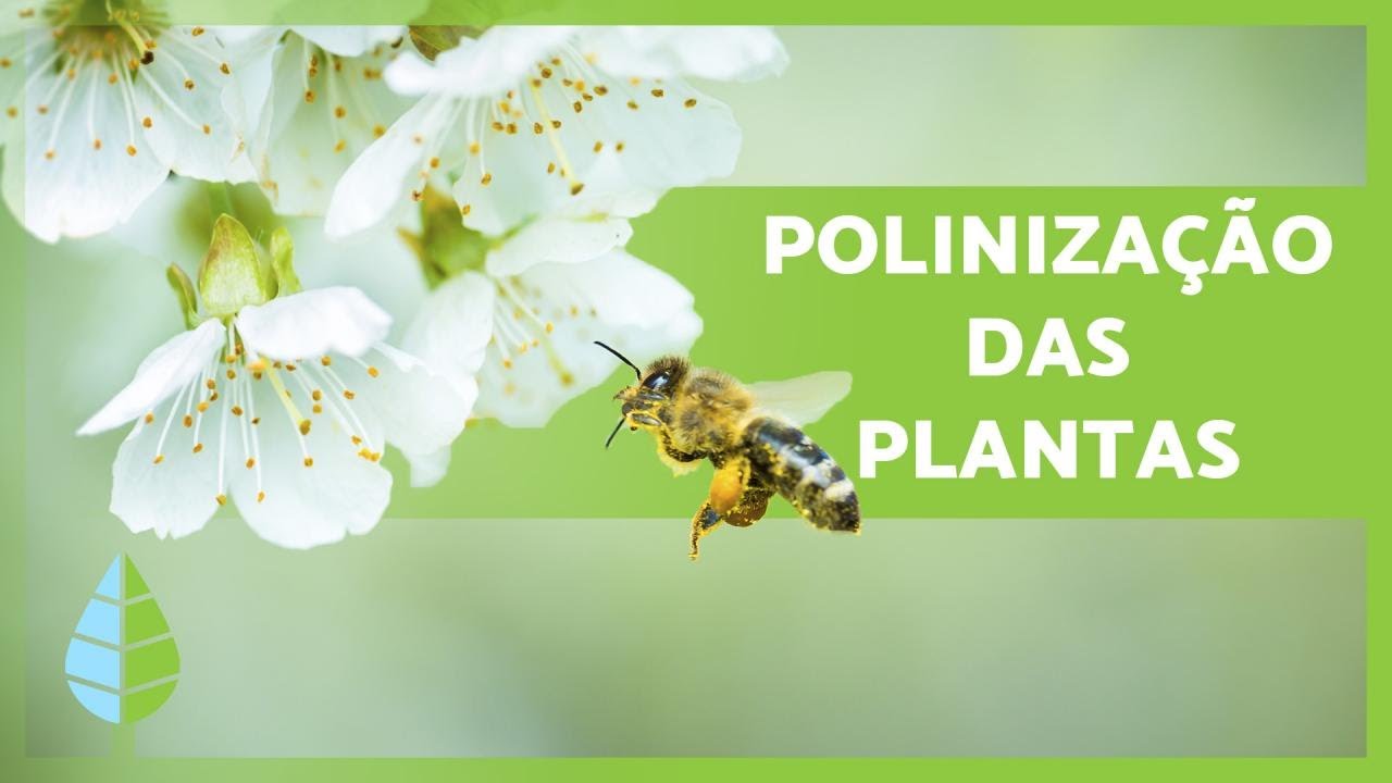 O que é POLINIZAÇÃO? 🌸🐝 (Definição e Tipos)