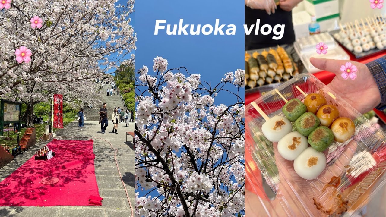 🇯🇵후쿠오카 오늘자 벚꽃🌸 | 며칠 차이인데 벚꽃 상태가 이렇게 달라진다고? | 현지인은 마이즈루 공원 대신 여기감 | 오호리공원 BBQ | 후쿠오카 동식물원 | 후쿠오카 일상