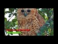 Owl Sounds Mp3