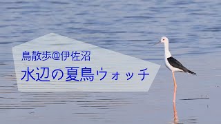 鳥散歩　伊佐沼のコアジサシ　川越周辺の鳥