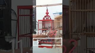 Download lagu Anakan Pleci Milik Mas Anton Prediksi Jantan #josterops #pcmi #magelang mp3