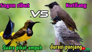 Download lagu SUARA PIKAT BURUNG SOGOK ONTONG RIBUT VS BURUNG KUTILANG mp3 Download lagu SUARA PIKAT BURUNG SOGOK ONTONG RIBUT VS BURUNG KUTILANG mp3