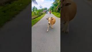 Download lagu Ada Sapi Ngamuk #shortvideo #comedy mp3 Download lagu Ada Sapi Ngamuk #shortvideo #comedy mp3