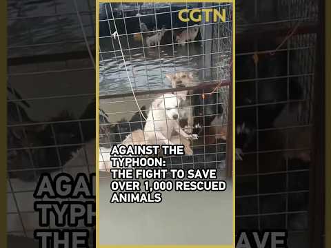 Can over 1,000 rescued animals survive Typhoon Dolphin?