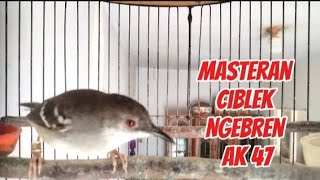 Download lagu Masteran ciblek Ngebren ak 47 suara jernih mp3 Download lagu Masteran ciblek Ngebren ak 47 suara jernih mp3