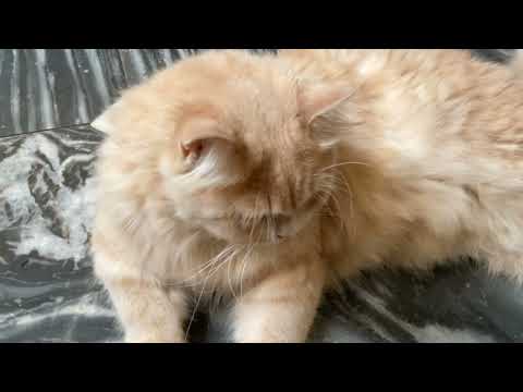 Tarash kar mire bazu udaan chorh gaya | Parveen shakir recitation 