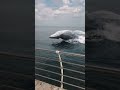 Large Whale Jumps Out Of Water Suddenly