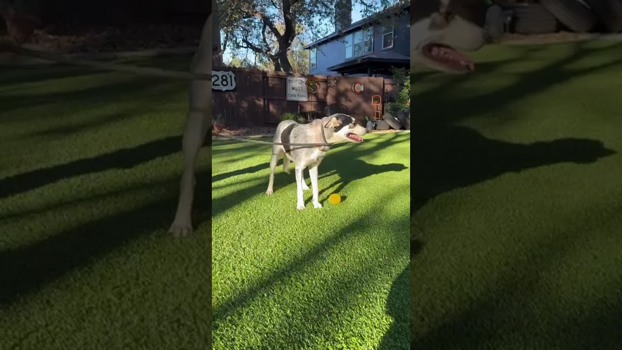 Enlarge Maggie, a ADOPTABLE mixed breed in Southport, CT video 4/6