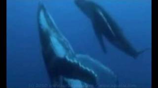 Sea Shepherd Conservation Society-Aqualise single   