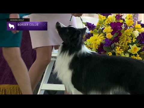 Border Collie breed video