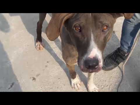Pakistani Bully Kutta