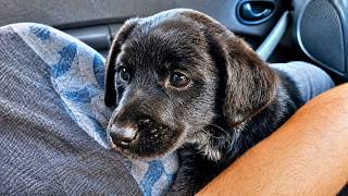Rescue of a Scared and Sick Abandoned Puppy With a Broken Heart