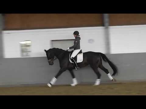 Weidenhof-Verkaufspferd: "Filho Magico" 4j dunkelbrauner W. v. Franziskus, Hannoveraner