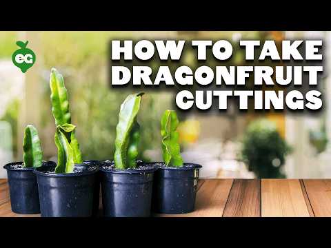How to Grow Dragon Fruit Part 1 Soil Sun Water Containers and Fertilizing
