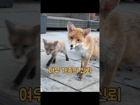 여우가 농부의 닭들을 훔쳐갔지만, 농부는 여우 가족 전체를 입양했습니다. #동물 #동물키우기