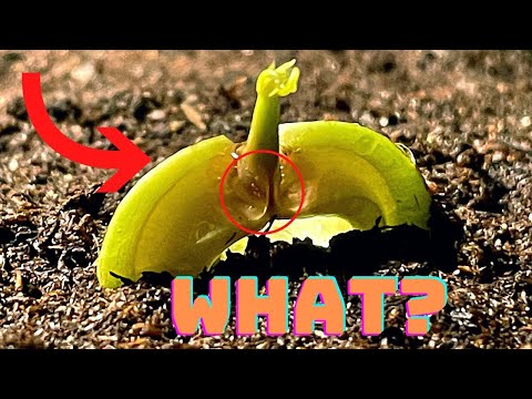 How to Grow a Mango Tree from Store-Bought Mango 🥭