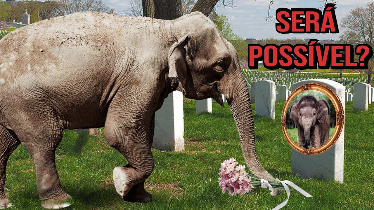 O luto dos elefantes: enterram os mortos e choram (#Pirula 379)