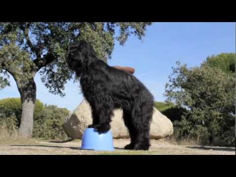 Elliot the Briard's new dog tricks