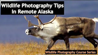 How To Photograph Alaska Brown Bears And Caribou