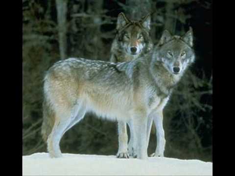 Aleš Brichta - Smečka.wmv