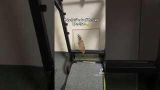 懸垂機で遊ぶミーアキャット竹。미어캣(meerkat)#shorts