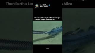 The Deep Sea Siphonophore That Grows Longer Than Earth's Largest Blue Whales Alive