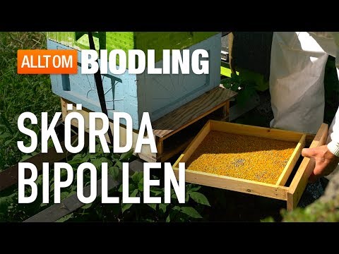 Skörda bipollen - Biodling
