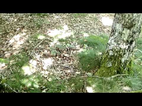 comment nettoyer les girolles