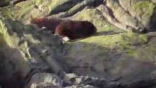 preview picture of video 'Otter on Kilmory Beach Isle of Rum Scotland'