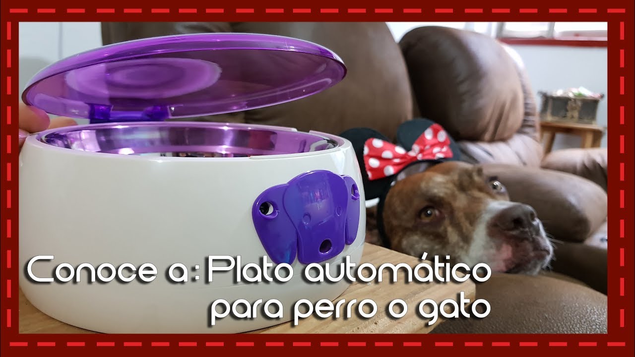 Conoce a: Plato automático para perro o gato (bebedero/comedero)