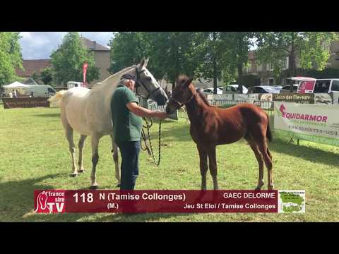 Sprinter Sacré Show 2018 : Lot 118 - N (Tamise Collonges)