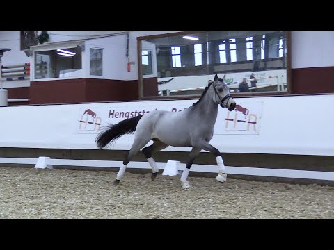 MOTEGA, Hengst von Movie Star - Champ de Luxe