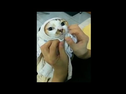 What you can do after bathing your cat l Funny and cute cat #shorts