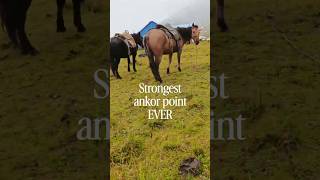 Download lagu Strongest ankor point for tiding up horses  during a trail mp3