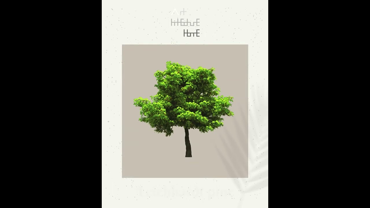 Real Tree Cliparts - Leichhardt pine - photoshop overlays png, Tree layout, transparent background