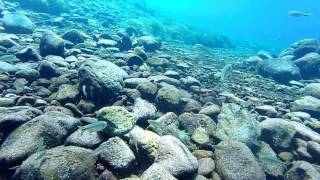 Scuba Diving Balmorhea State Park 2016