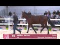 19 AMIRAL SACHA Ganymede Nostalgique Sacha Haras Du Boulay