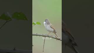 Download lagu Masteran kerak basi rawa - si unik nan merdu #kerakbasi #masteran #sikatanlondo #temankicau mp3 Download lagu Masteran kerak basi rawa - si unik nan merdu #kerakbasi #masteran #sikatanlondo #temankicau mp3