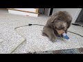 Newfoundland dogs for sale: Jasmine - Video 1