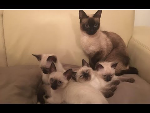 Adorable Siamese Kittens, 8 Weeks Old Family fun