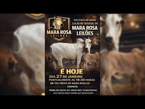 MARA ROSA LEILÕES - GOIÁS - LEILÃO DE GADO DE CORTE 27/01/2026