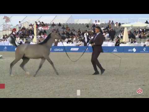 N 184 SHAMAN AL AREEB   Asharqia Arabian Horse Classic 2020   Yearling Colts Class 7A