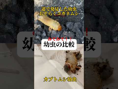 カブトムシとコガネムシの幼虫の見分け方は？両者の 5 つの違い + 写真とビデオ  庭園