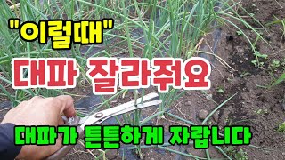 대파자르는이유 대파 "이럴때" 잘라주면 대파가 튼튼하게 쓰러지지 않고 잘 자랍니다. 대파북주는방법 대파키우기…