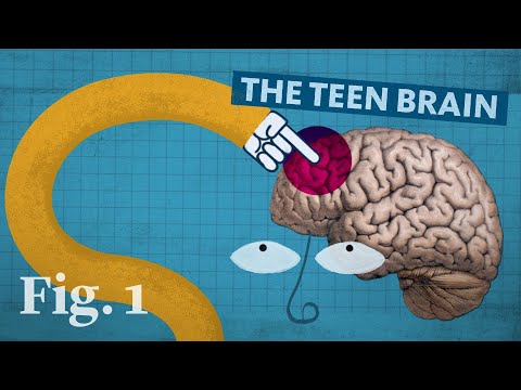The Adolescent Brain