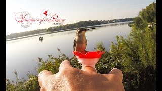 Download lagu Video Instruksional Pembuatan Cincin Burung Kolibri mp3 Download lagu Video Instruksional Pembuatan Cincin Burung Kolibri mp3