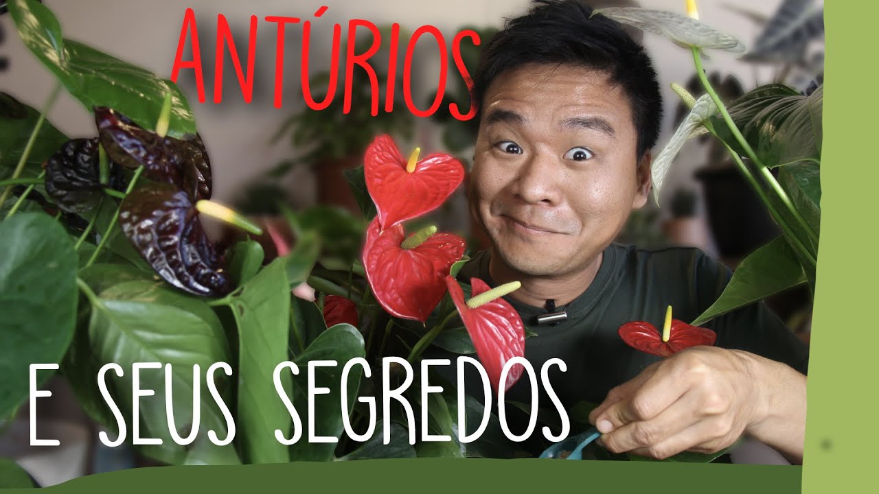 ANTÚRIOS. Aprenda a cuidar deles sem mistérios.